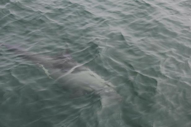 Delfines en la Bahía de Walvisbaai