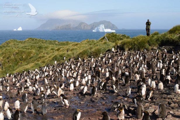 Counting Macaroni Penguins on Bird Island